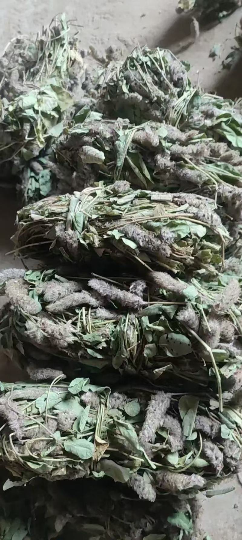 狸尾草2025年10月新货干货青靓有花，广东省快递包邮‘