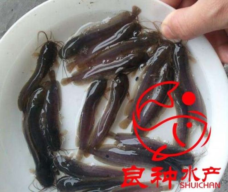 三黄塘虱鱼苗塘角鱼苗塘虱鱼苗胡子鲶提供技术指导