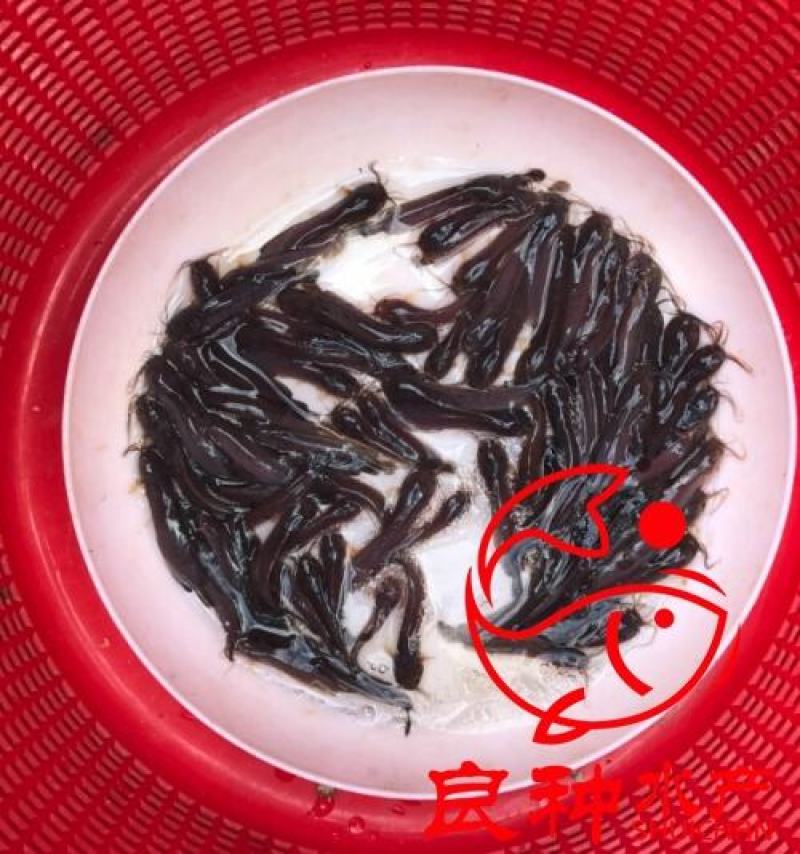 三黄塘虱鱼苗塘角鱼苗塘虱鱼苗胡子鲶提供技术指导