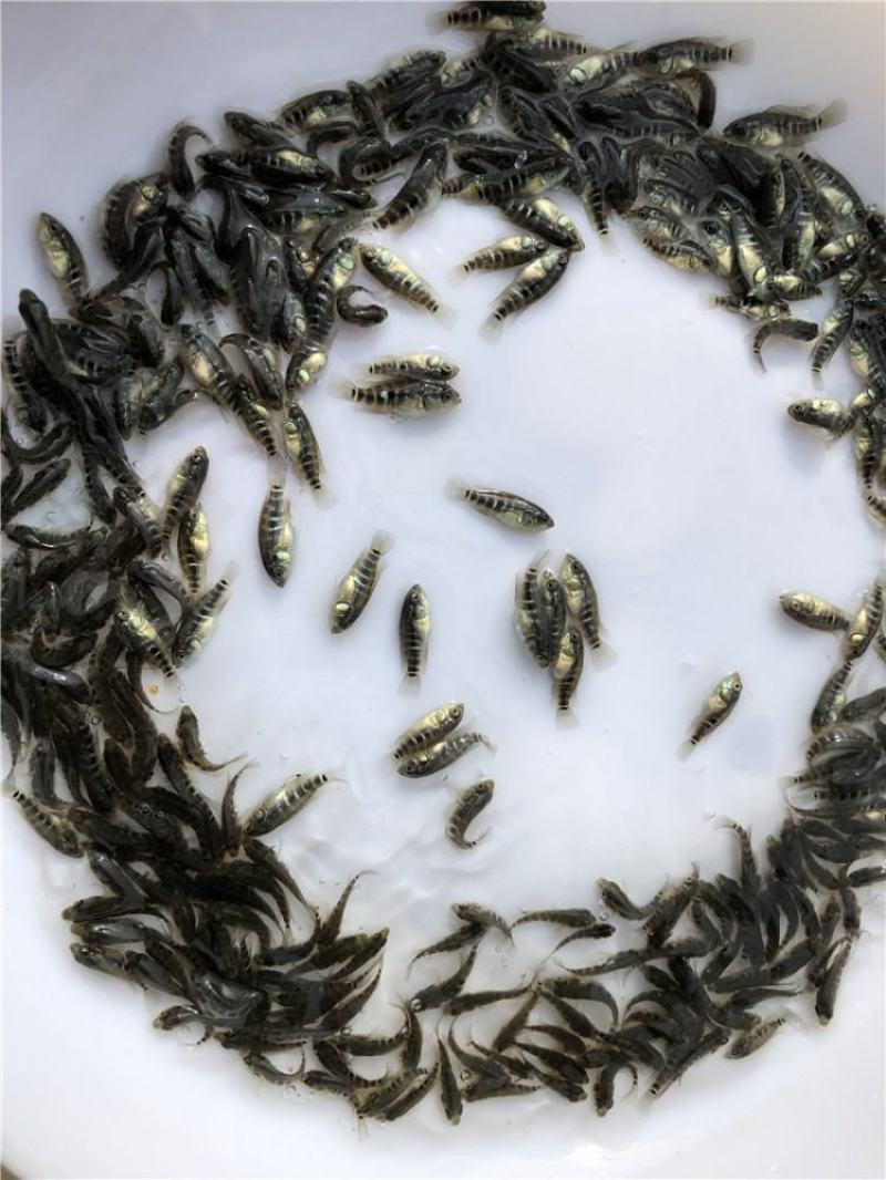 淡水石斑鱼苗，售后服务全程跟踪指导花斑鱼苗活体供应价格