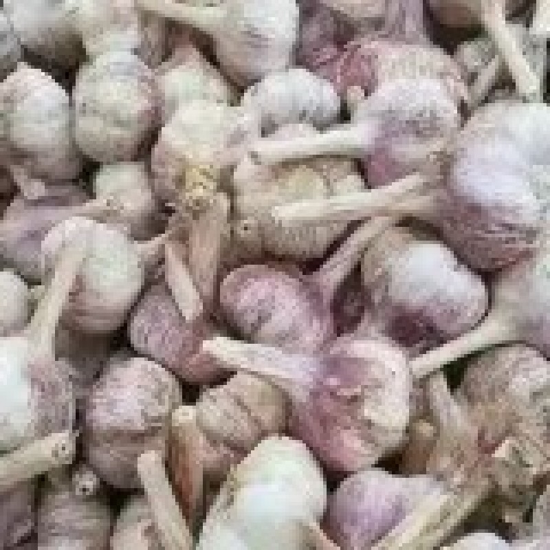 金乡大蒜5~5.5cm干蒜大量有货诚信实力代办全国发货