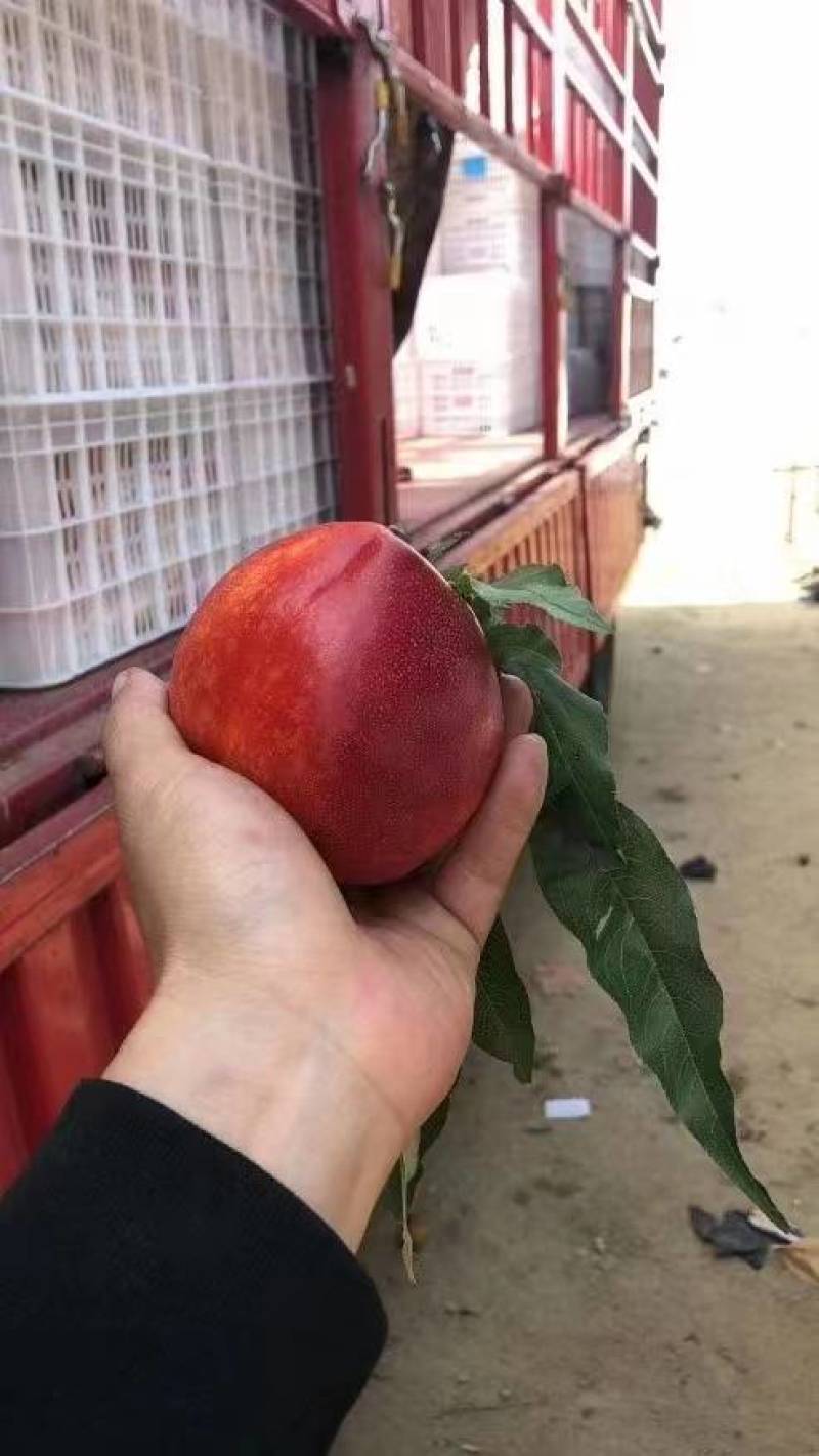 山东露天油桃大量上市了/中油四号油桃红油桃/红皮黄肉油桃