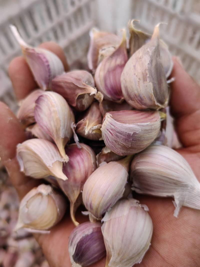 产地直销纯手工剥掰寒蒜苔蒜川蒜红根蒜苗子代发全国