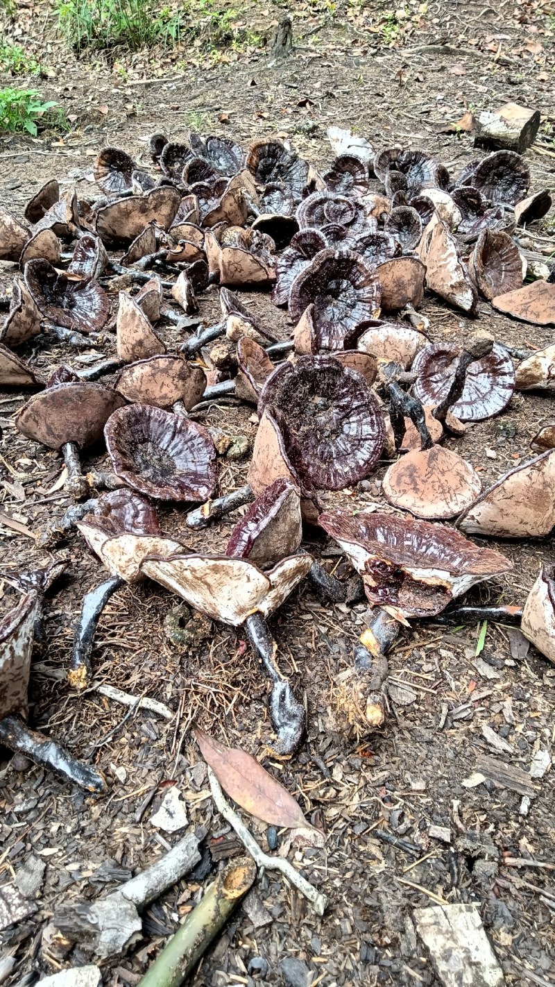 广西十万大山野生灵芝生态林区老枫树根生长