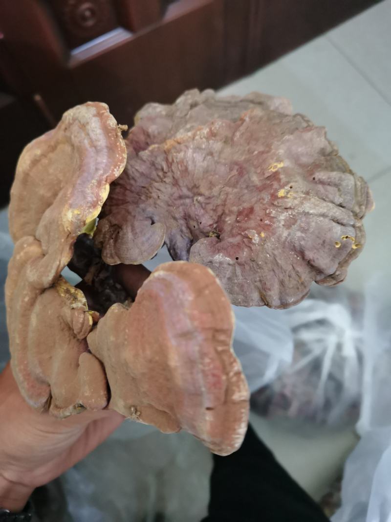 灵芝，也生灵芝，1斤包邮，大量批发供应