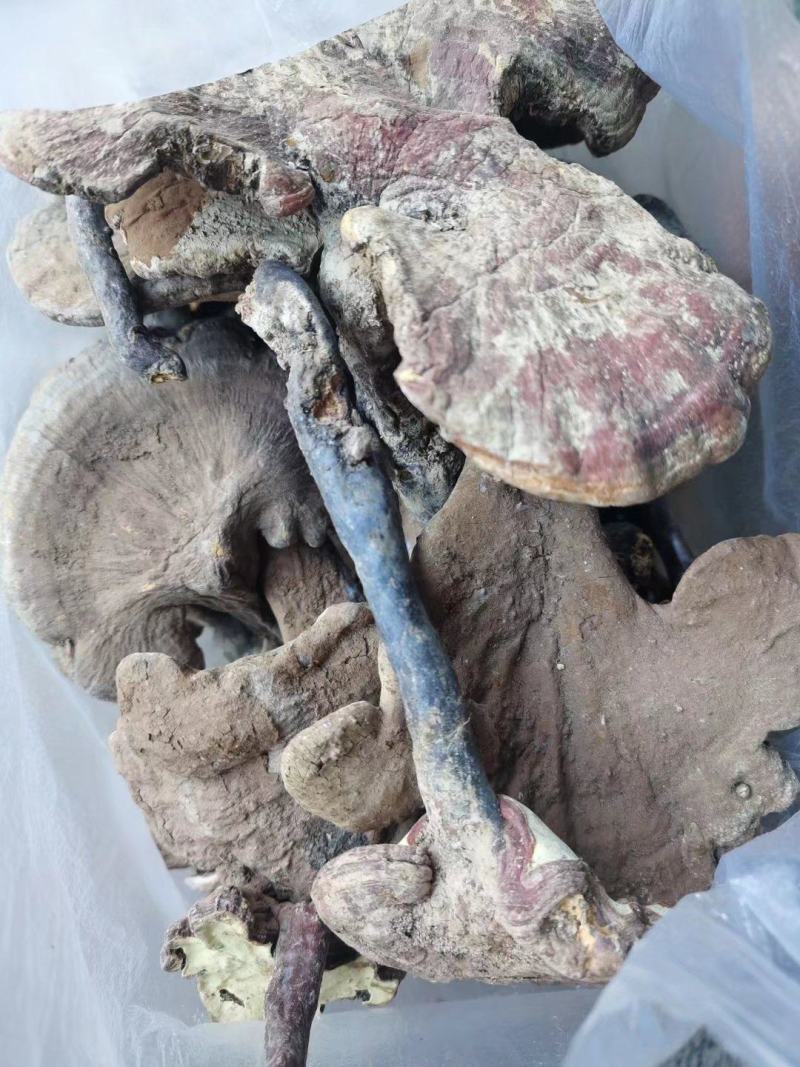 灵芝，也生灵芝，1斤包邮，大量批发供应