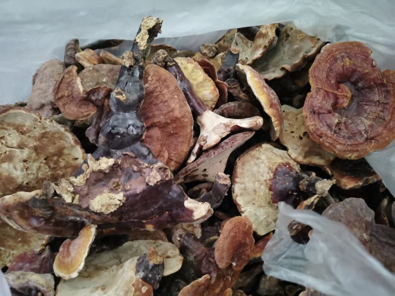 灵芝，也生灵芝，1斤包邮，大量批发供应