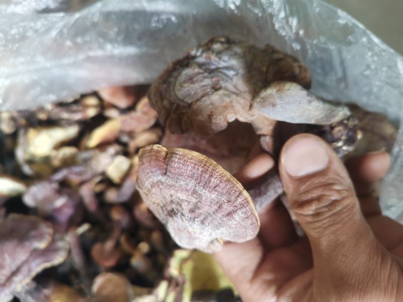 灵芝，也生灵芝，1斤包邮，大量批发供应