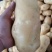 山东荷兰十五土豆/黄皮黄心土豆/希森土豆大量上市了