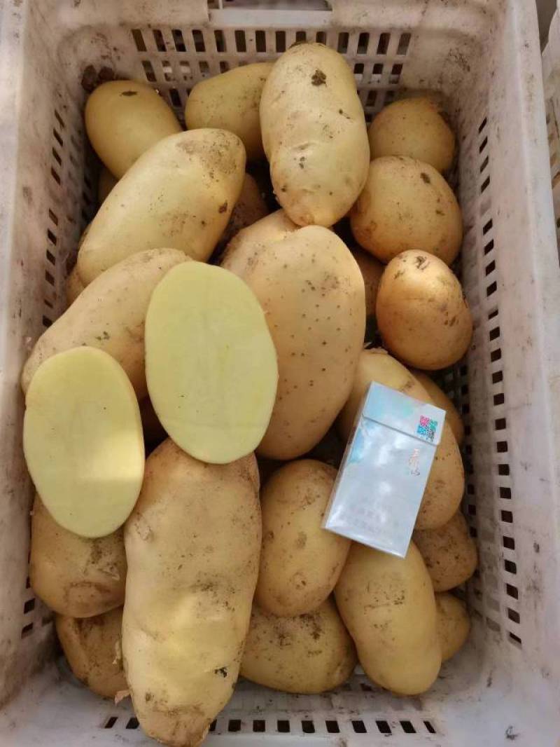 山东荷兰十五土豆/黄皮黄心土豆/希森土豆大量上市了