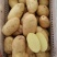 山东荷兰十五土豆/黄皮黄心土豆/希森土豆大量上市了