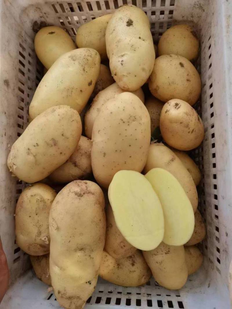 山东荷兰十五土豆/黄皮黄心土豆/希森土豆大量上市了