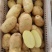 山东荷兰十五土豆/黄皮黄心土豆/希森土豆大量上市了