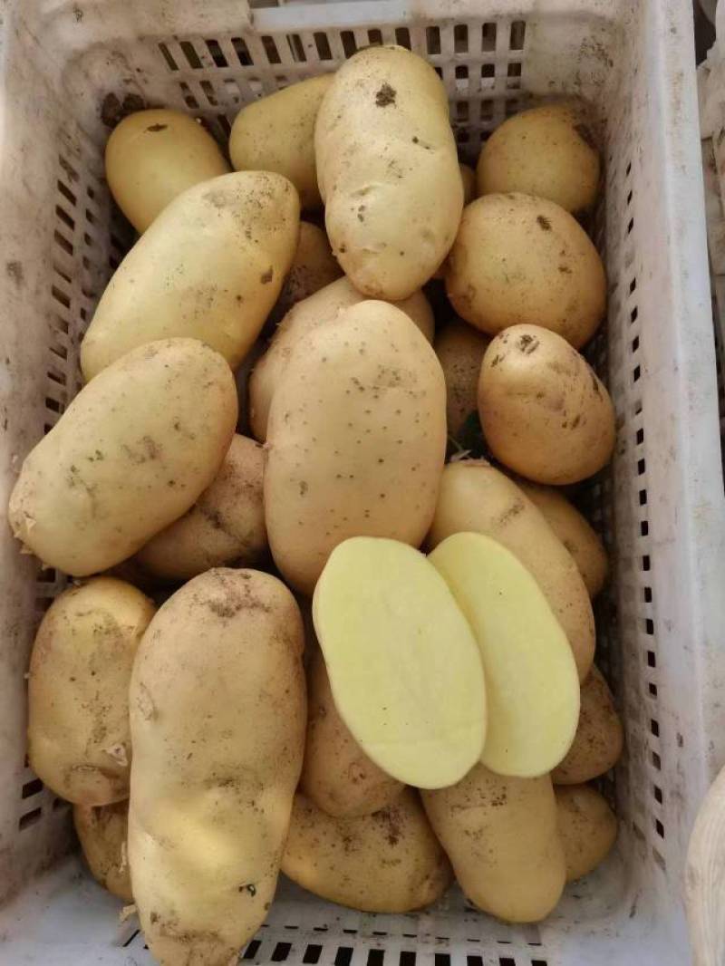 山东荷兰十五土豆/黄皮黄心土豆/希森土豆大量上市了