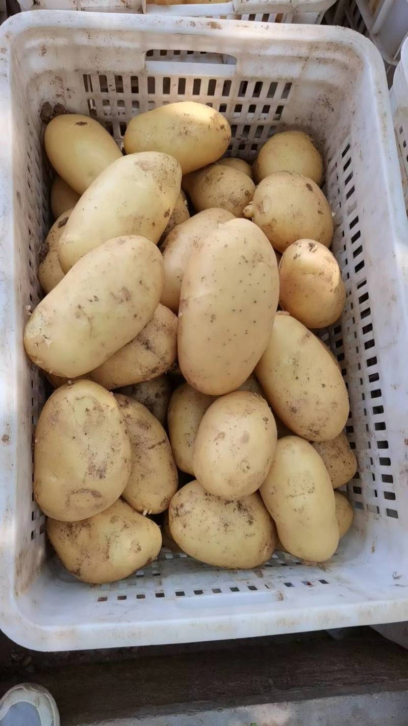 山东荷兰十五土豆/黄皮黄心土豆/希森土豆大量上市了