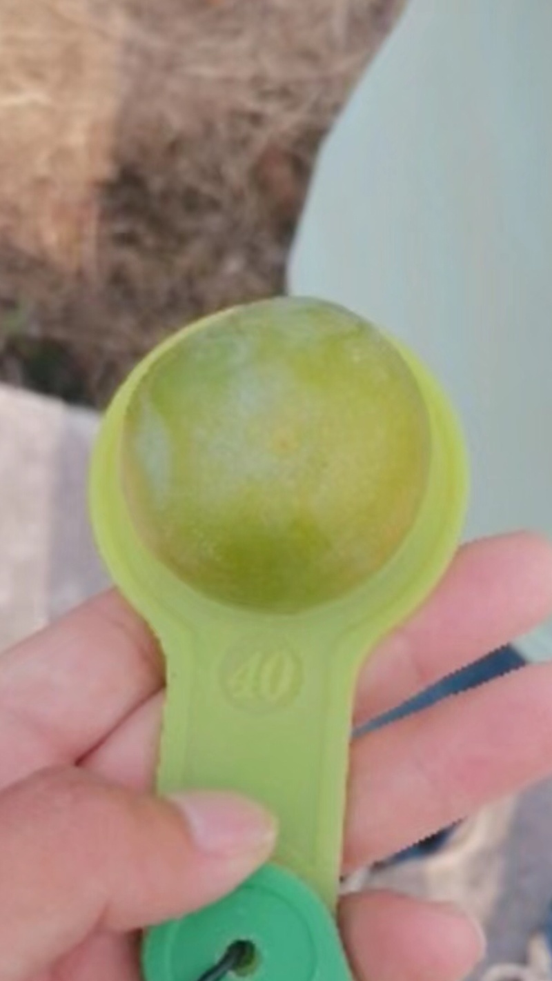 青脆李