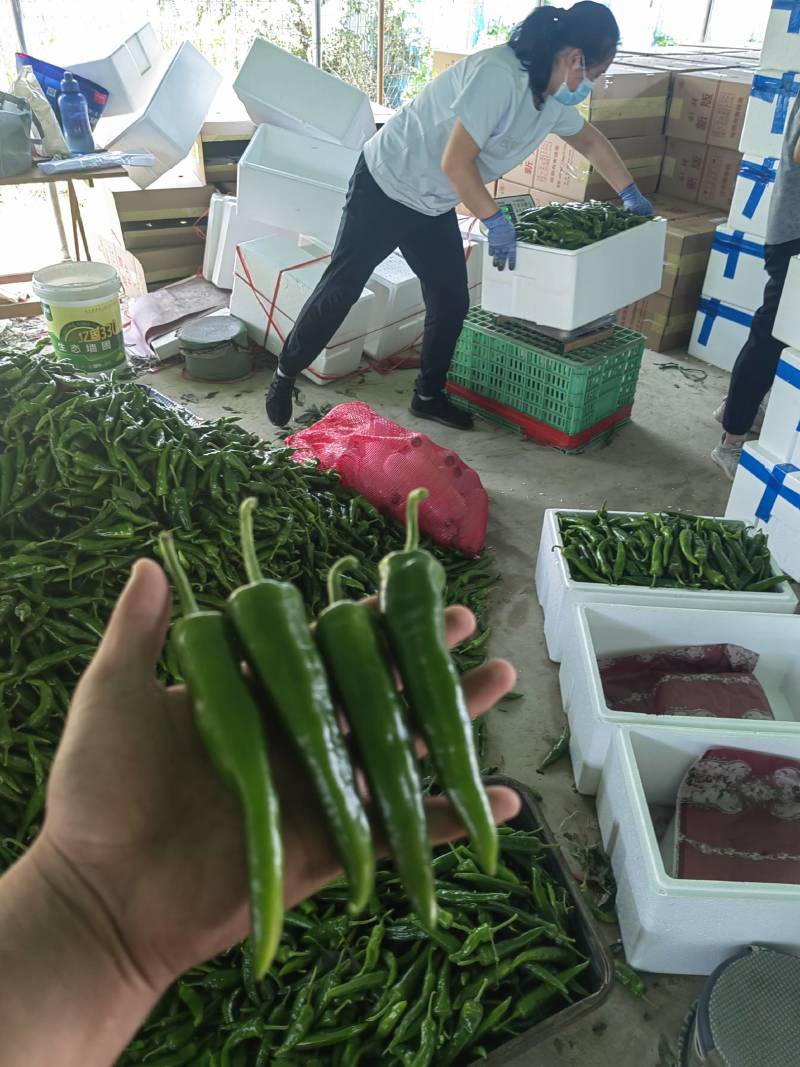 青椒，辣妹子，高标准精品，鲜辣椒，薄皮，线椒！