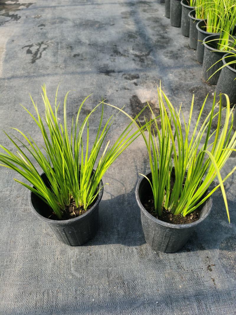 金叶石菖蒲（1加仑）
