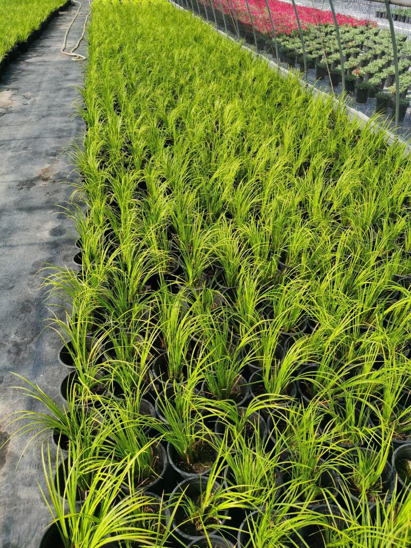 金叶石菖蒲（1加仑）