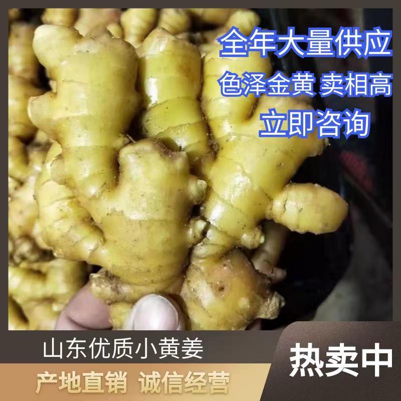 山东小黄姜大量供应黄皮黄心小黄姜支持全国代发货保质保量