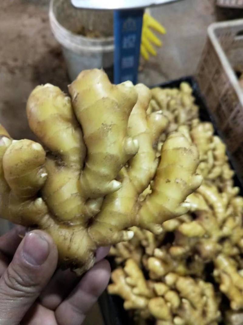 山东小黄姜大量供应黄皮黄心小黄姜支持全国代发货保质保量