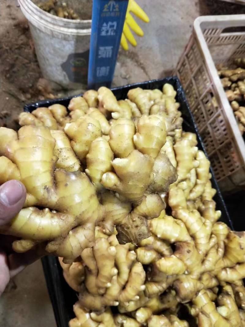 山东小黄姜大量供应黄皮黄心小黄姜支持全国代发货保质保量