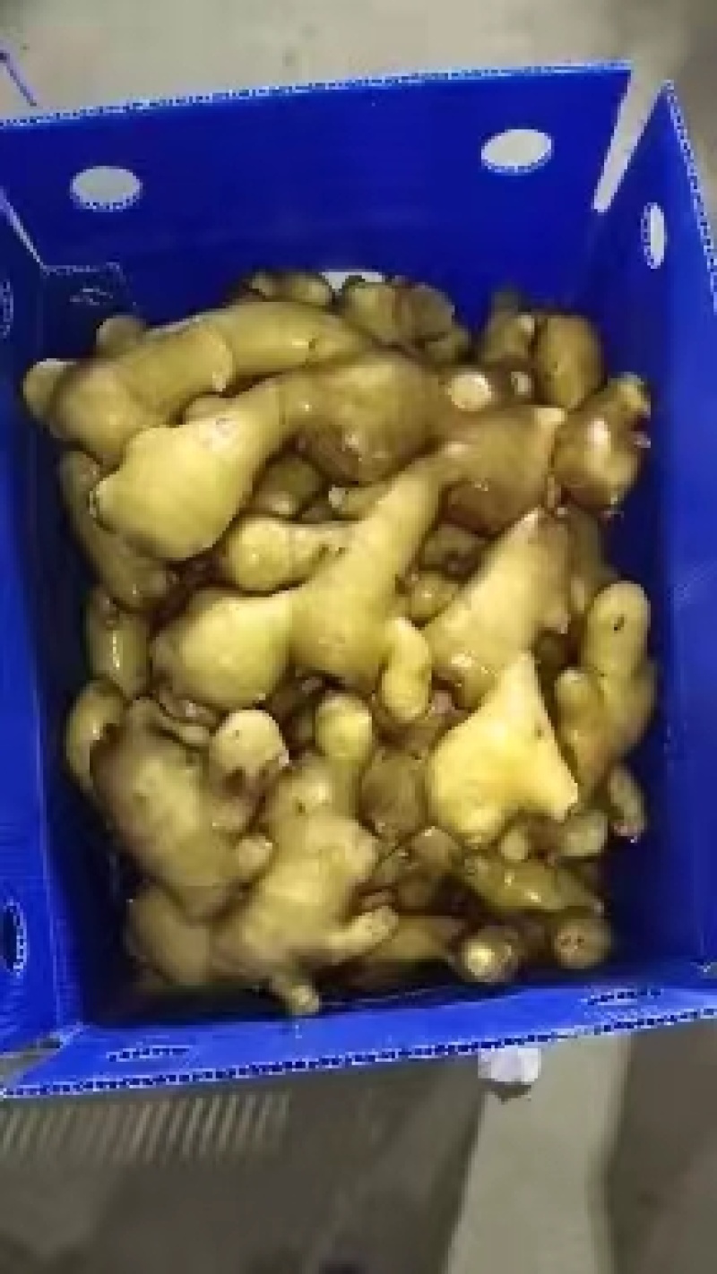 山东小黄姜大量供应黄皮黄心小黄姜支持全国代发货保质保量