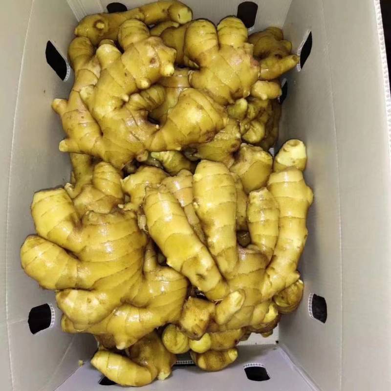 山东小黄姜大量供应黄皮黄心小黄姜支持全国代发货保质保量