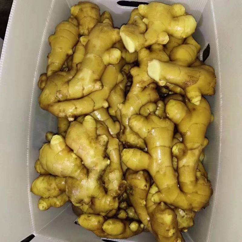 山东小黄姜大量供应黄皮黄心小黄姜支持全国代发货保质保量