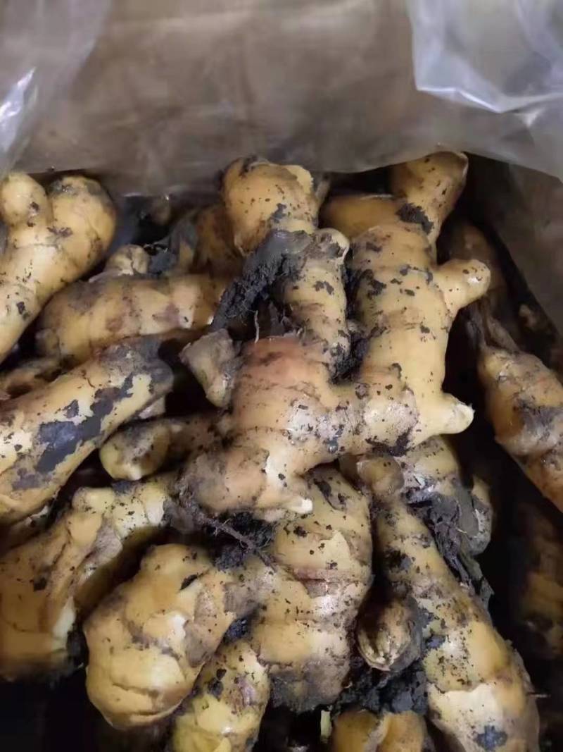 山东小黄姜大量供应黄皮黄心小黄姜支持全国代发货保质保量