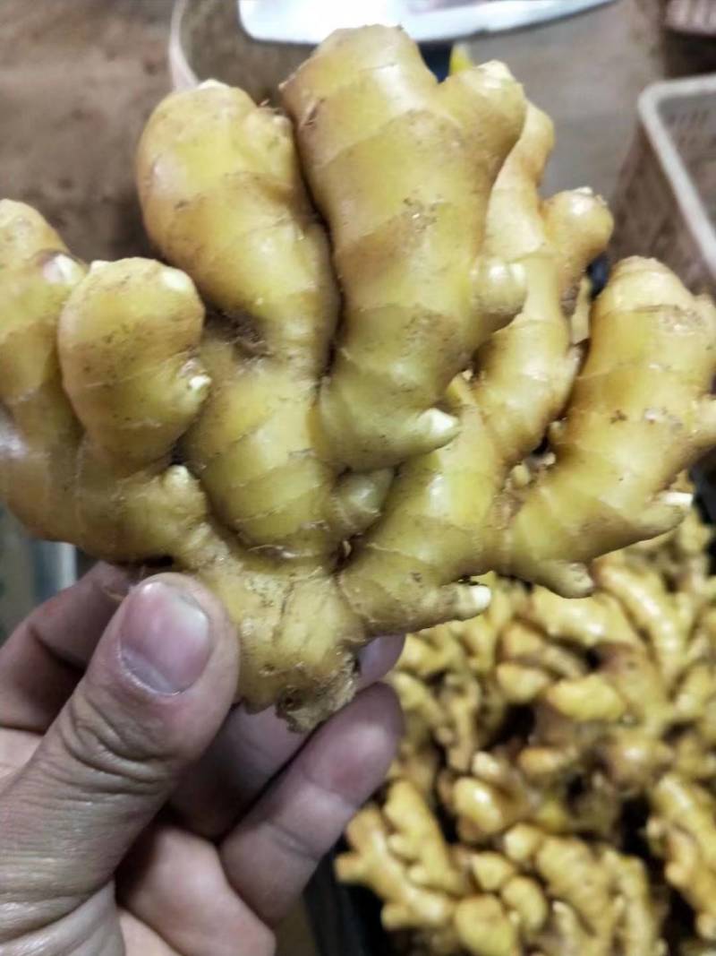 山东小黄姜大量供应黄皮黄心小黄姜支持全国代发货保质保量