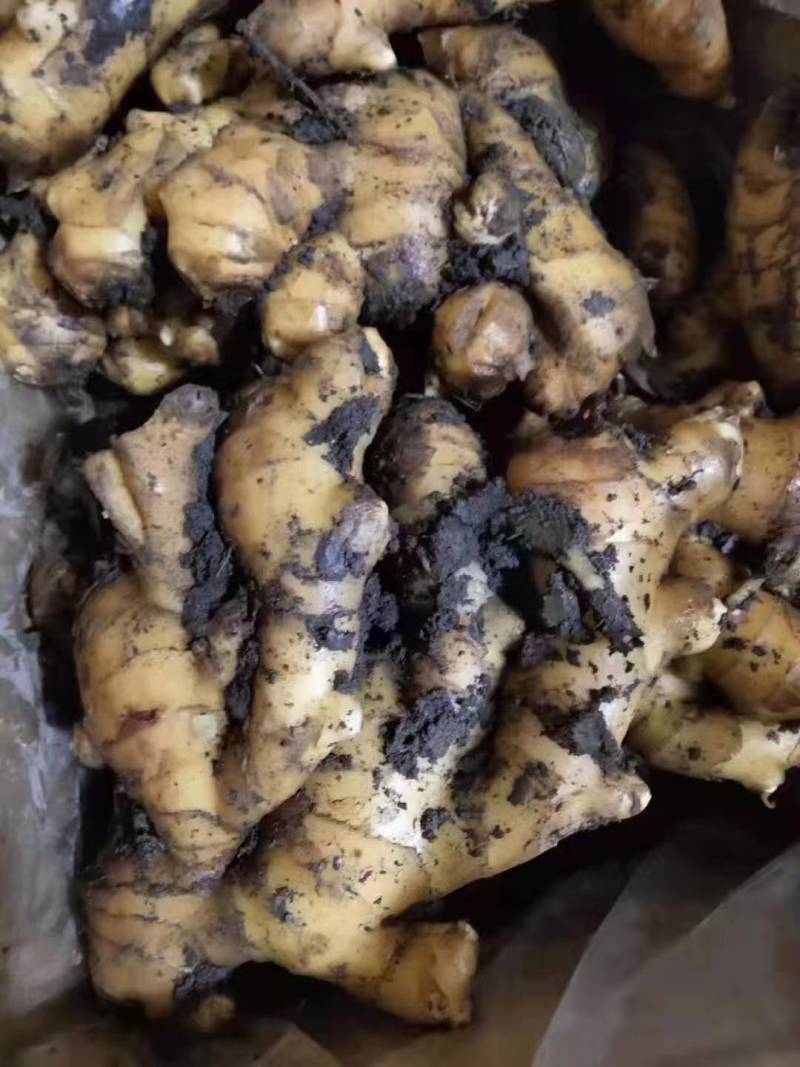 山东小黄姜大量供应黄皮黄心小黄姜支持全国代发货保质保量