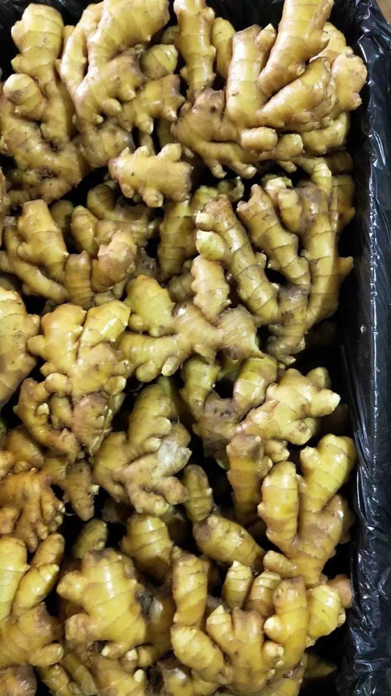 山东小黄姜大量供应黄皮黄心小黄姜支持全国代发货保质保量
