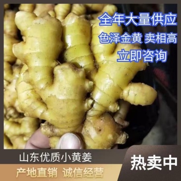 山东小黄姜大量供应黄皮黄心小黄姜支持全国代发货保质保量