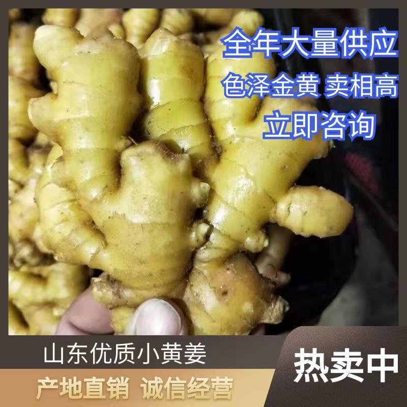 山东小黄姜大量供应黄皮黄心小黄姜支持全国代发货保质保量