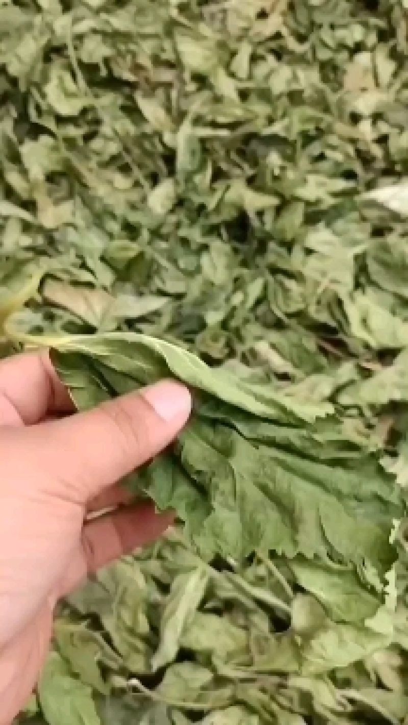 陕西西安市精品霜桑叶现在开始大量上市了，有需要的老板联系