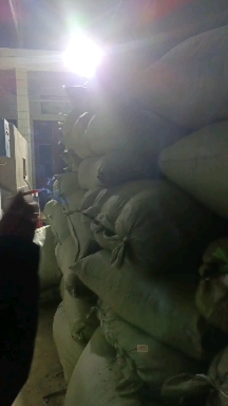 陕西西安市精品霜桑叶现在开始大量上市了，有需要的老板联系