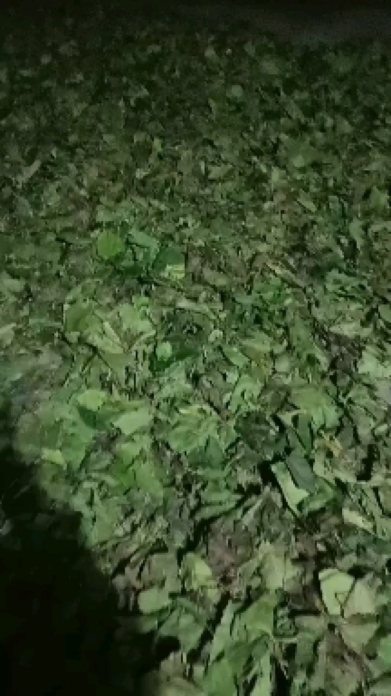 陕西西安市精品霜桑叶现在开始大量上市了，有需要的老板联系