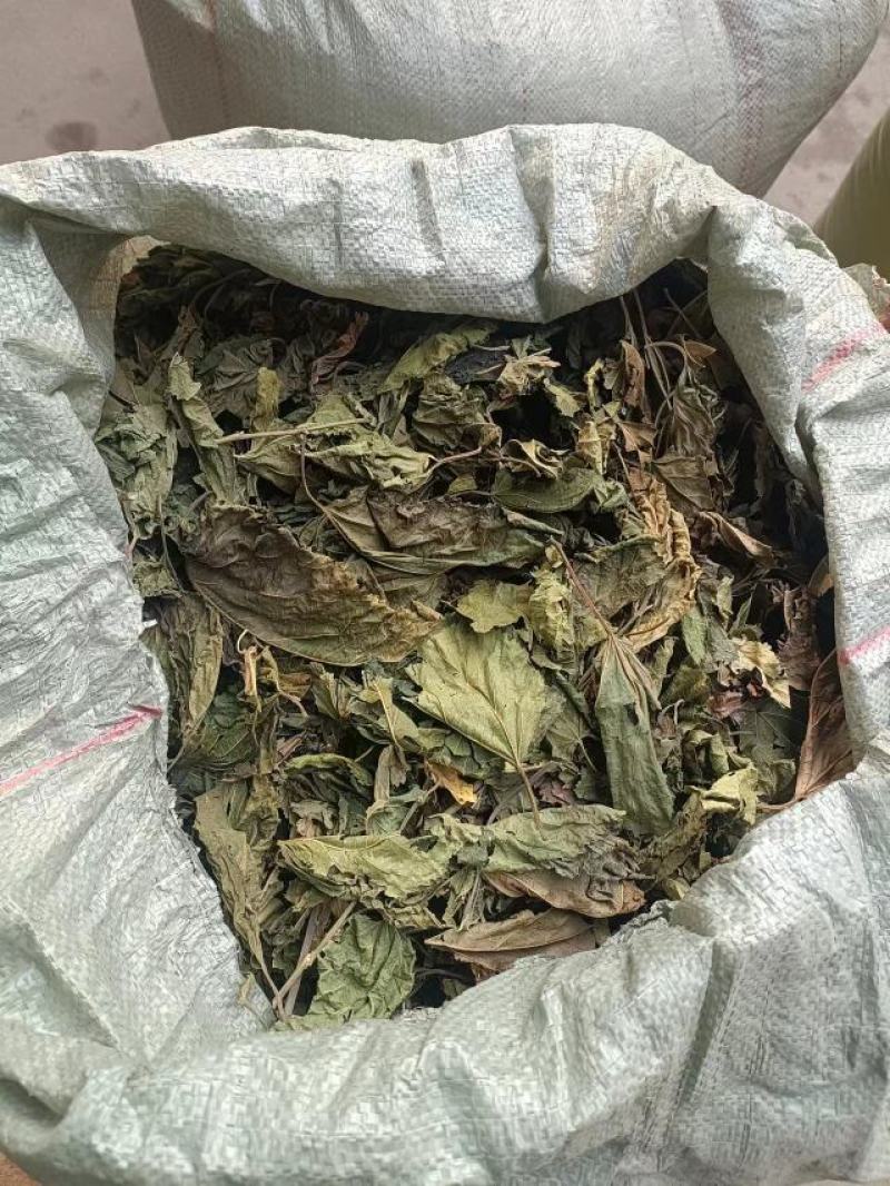 陕西西安市精品霜桑叶现在开始大量上市了，有需要的老板联系