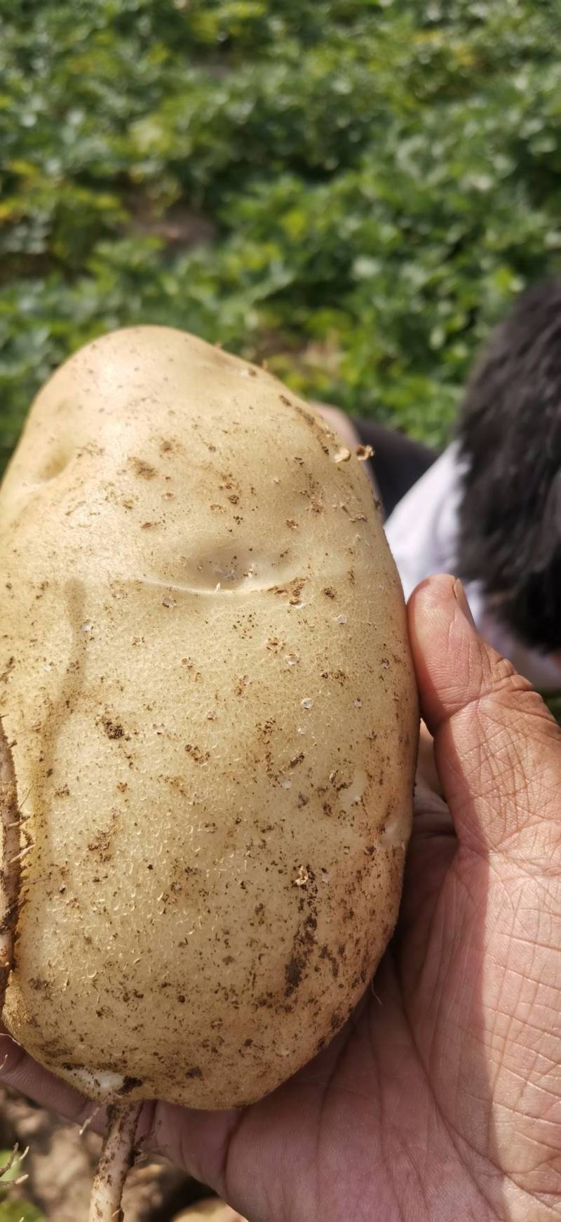 沃土5号产地直供，货源充足，个大形好，全国按单