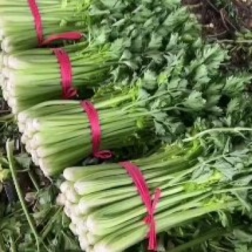 精品西芹