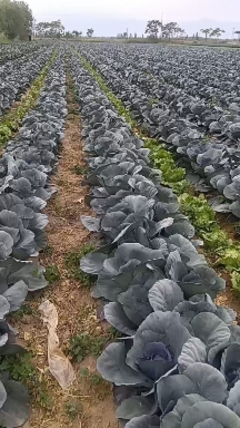 紫甘蓝，一周左右开园，需要的老板提前联系？一手货源