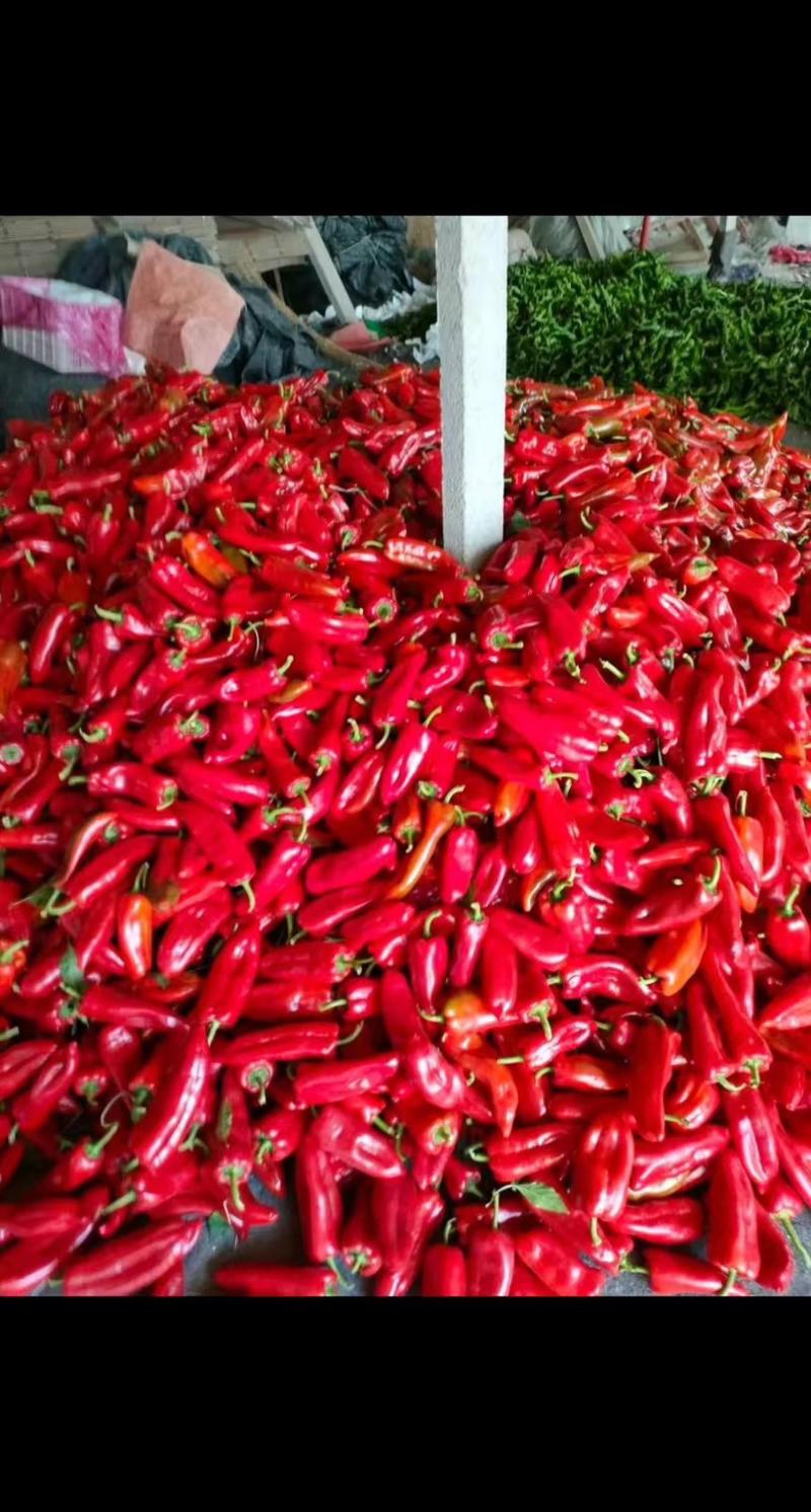 红泡椒大量货源，产地直发，价格优惠可实地看货