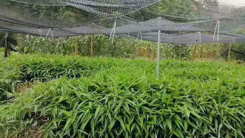 良种益智苗益智仁一年新苗产地直发15公分左右可视频看货