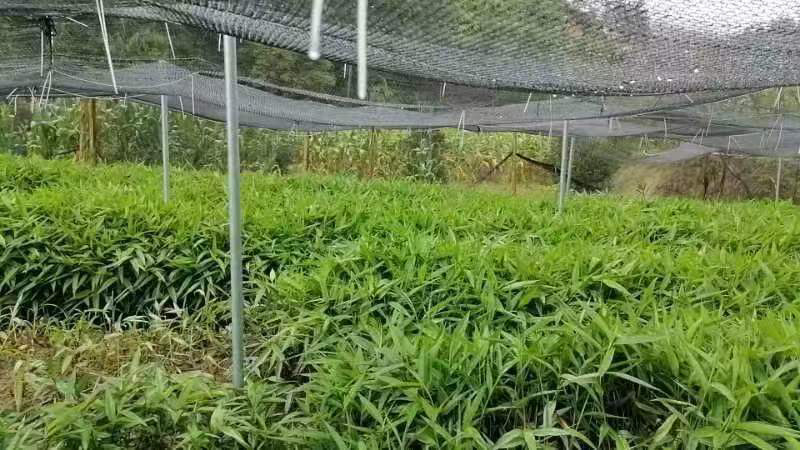 良种益智苗益智仁一年新苗产地直发15公分左右可视频看货