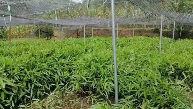 良种益智苗益智仁一年新苗产地直发15公分左右可视频看货