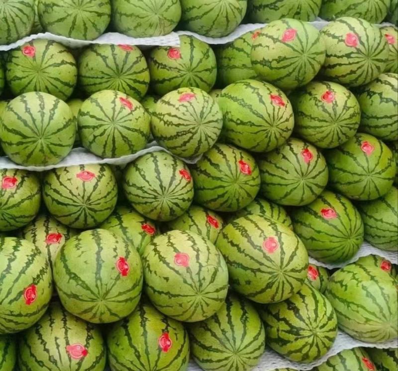 最新日期西瓜全国供应