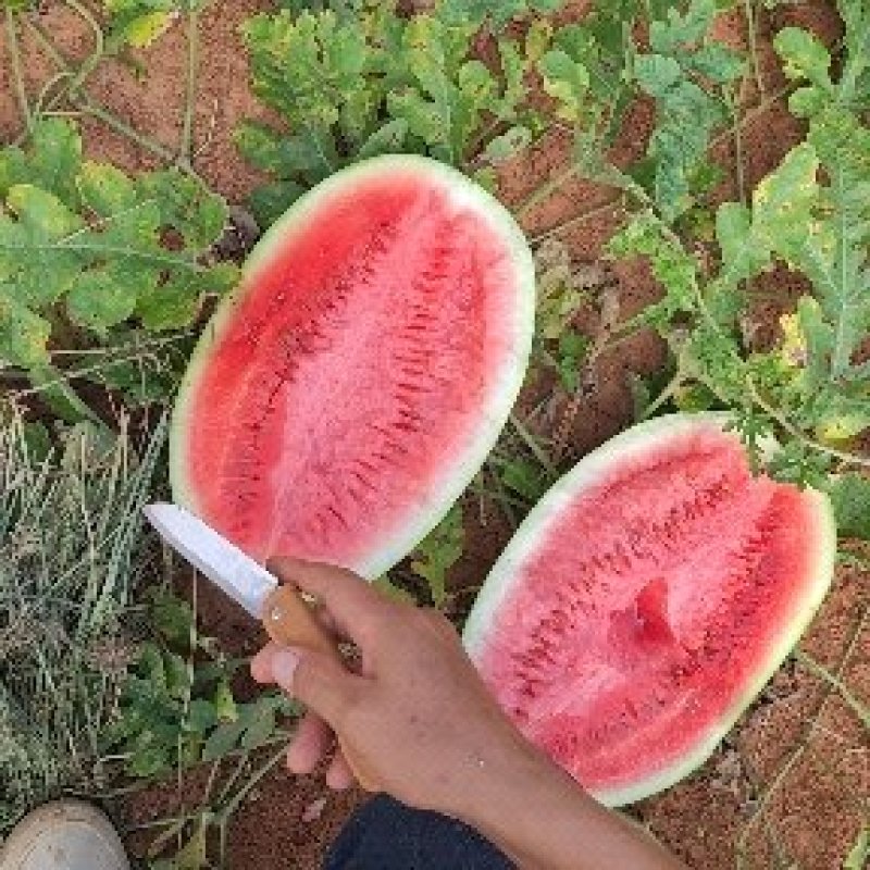 西瓜丽园美麒麟黄土地种植有机肥绿色食品八斤打底