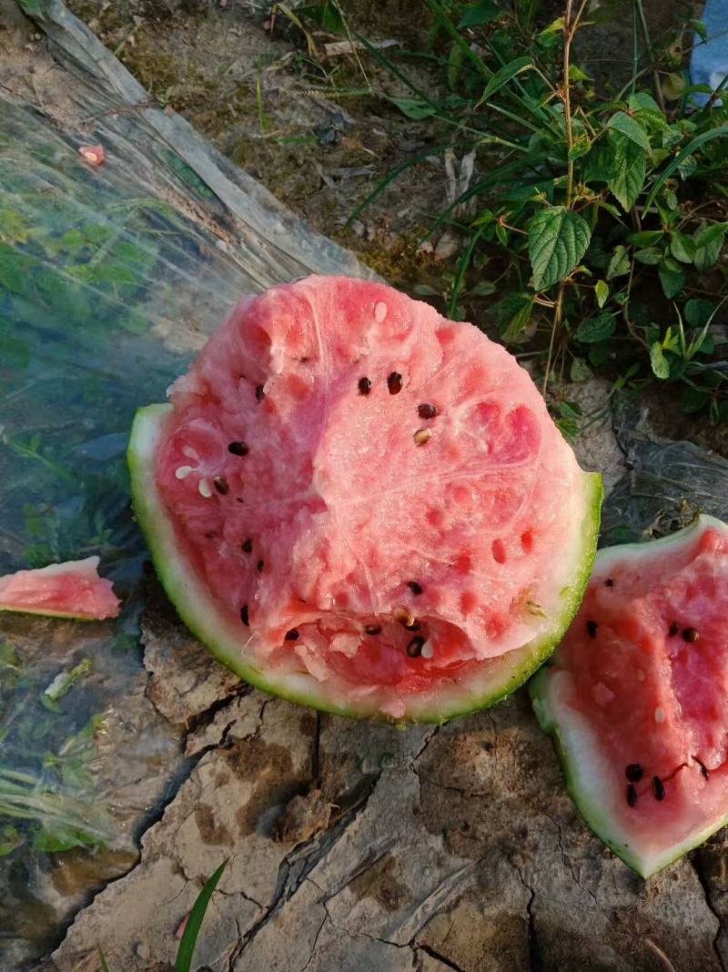 西瓜丽园美麒麟黄土地种植有机肥绿色食品八斤打底