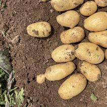 优质电商土豆大量供应基地直发全国供应